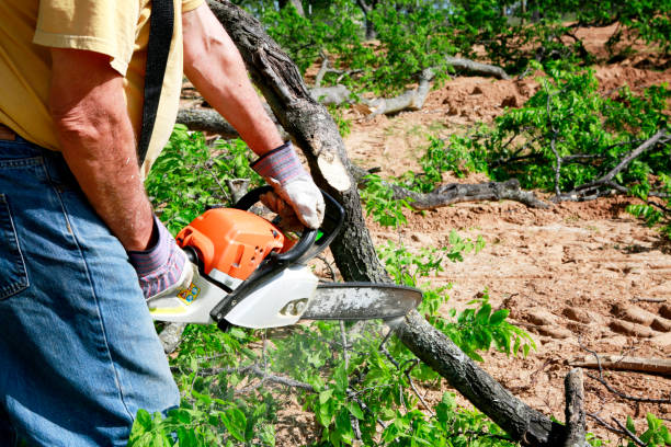 The Steps Involved in Our Tree Care Process in Blossburg, PA